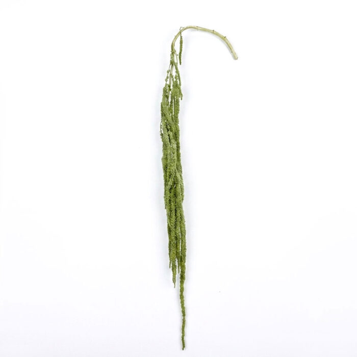 干花 (5)